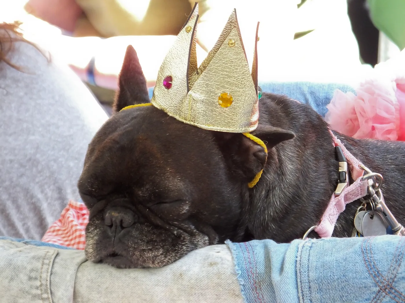 Trails n Tails 2014