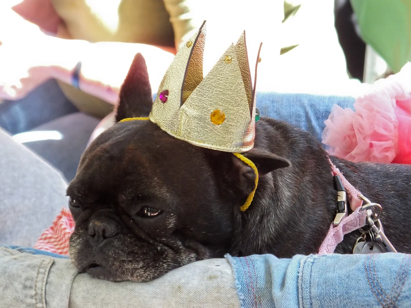 Trails n Tails 2014