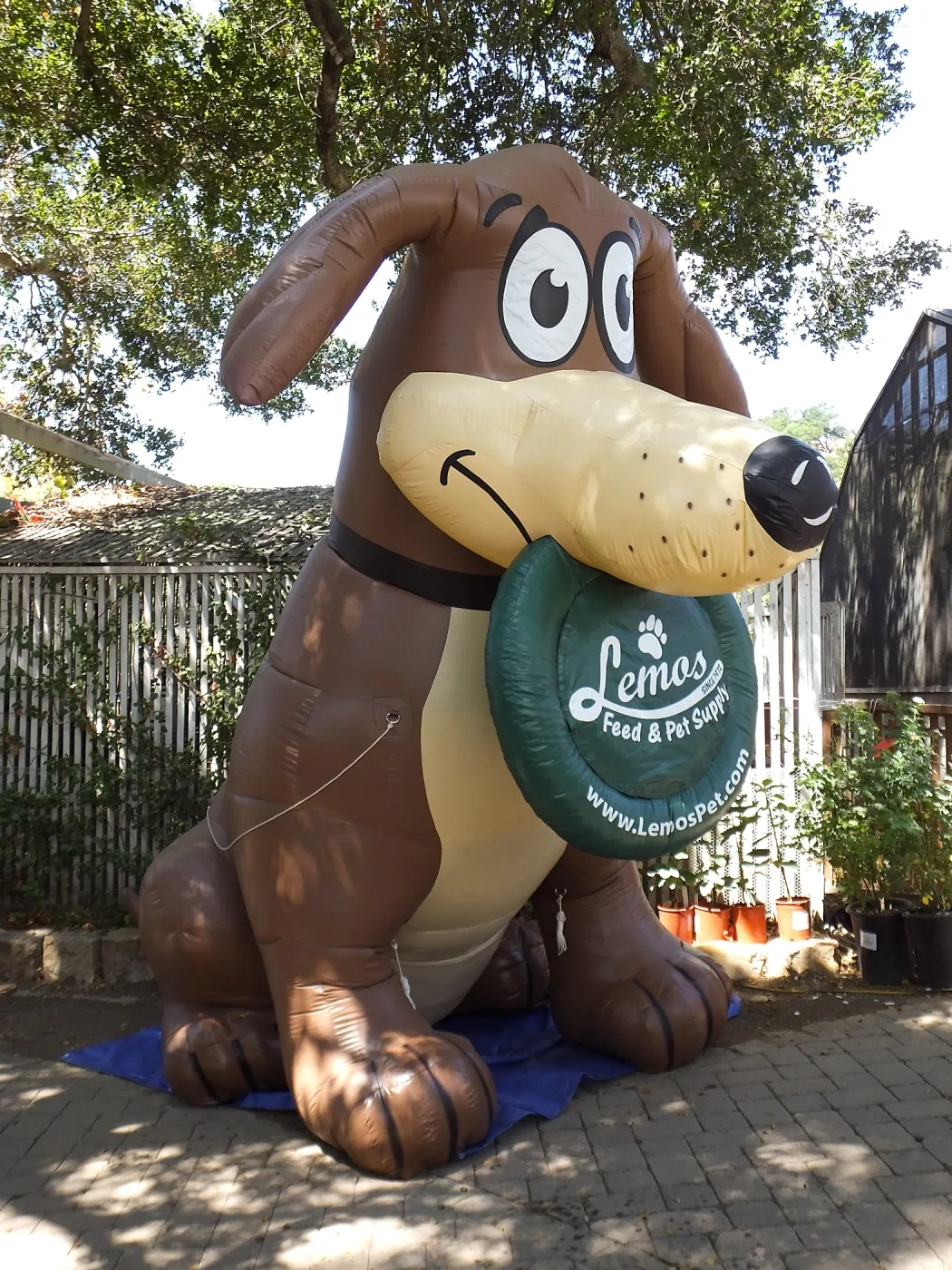 Trails n Tails 2014, Miles, the Lemos Inflatable Dog