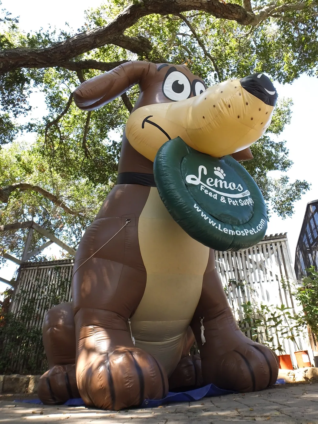 Trails n Tails 2014, Miles, the Lemos Inflatable Dog