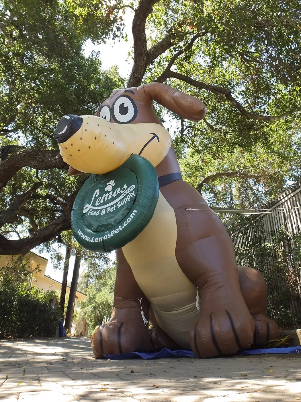 Trails n Tails 2014, Miles, the Lemos Inflatable Dog