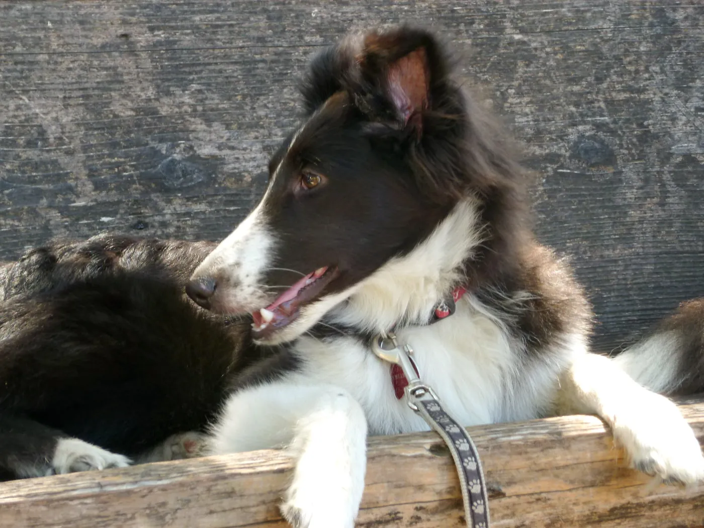 Trails n Tails 2014