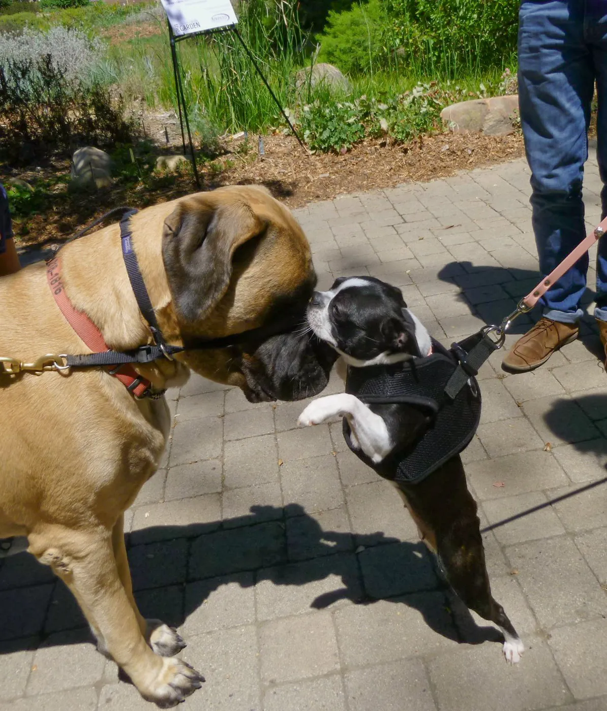 Trails n Tails 2014