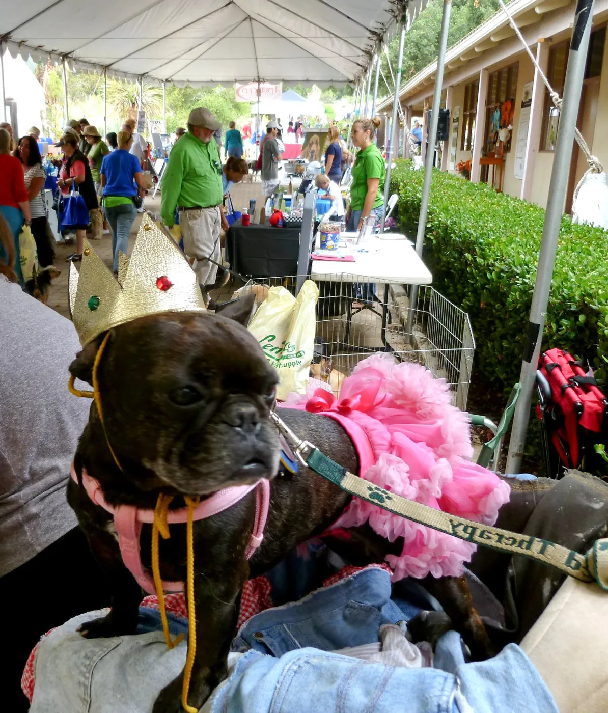 Trails n Tails 2014