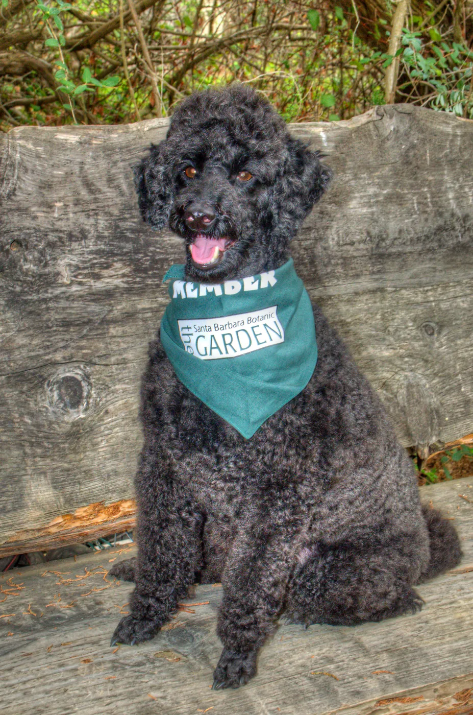 Trails n Tails 2014, Who's That Doggie in the Garden Photo Contest