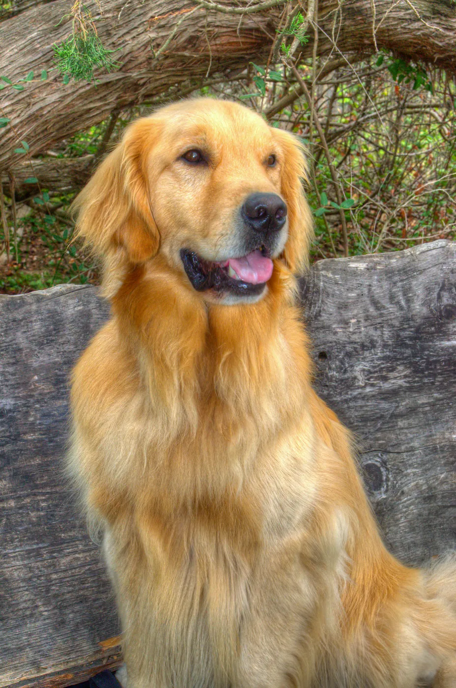 Trails n Tails 2014, Who's That Doggie in the Garden Photo Contest