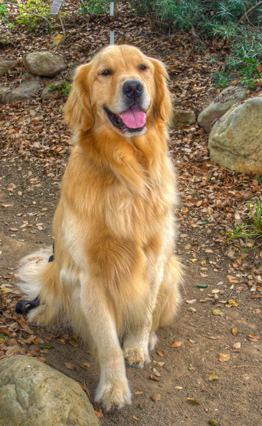 Trails n Tails 2014, Who's That Doggie in the Garden Photo Contest