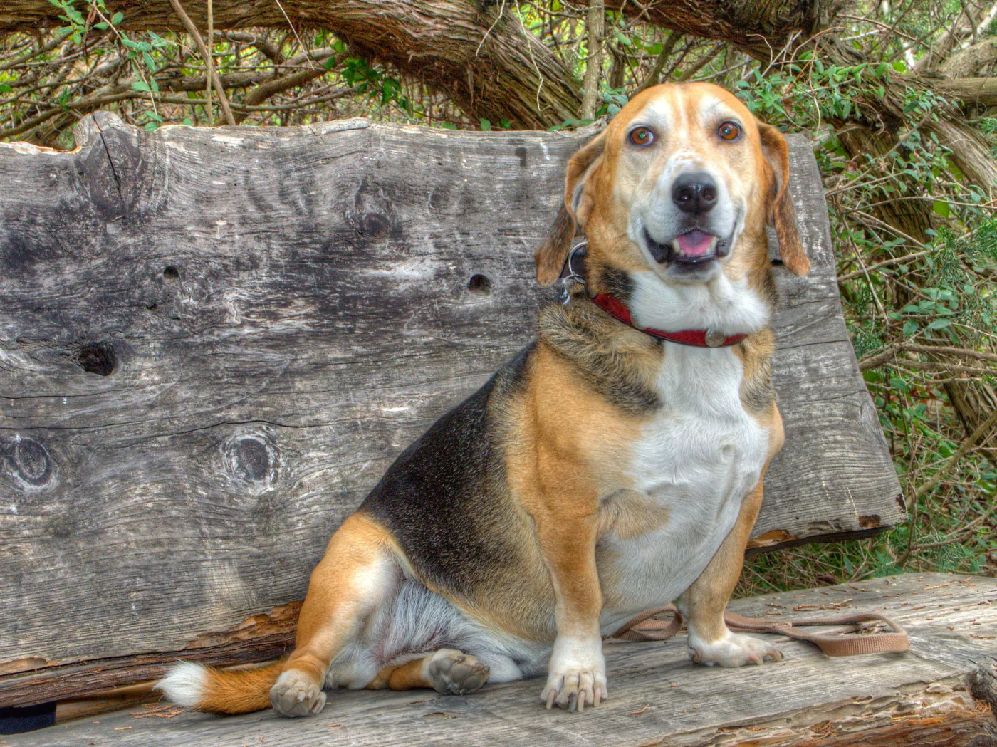 Trails n Tails 2014, Who's That Doggie in the Garden Photo Contest