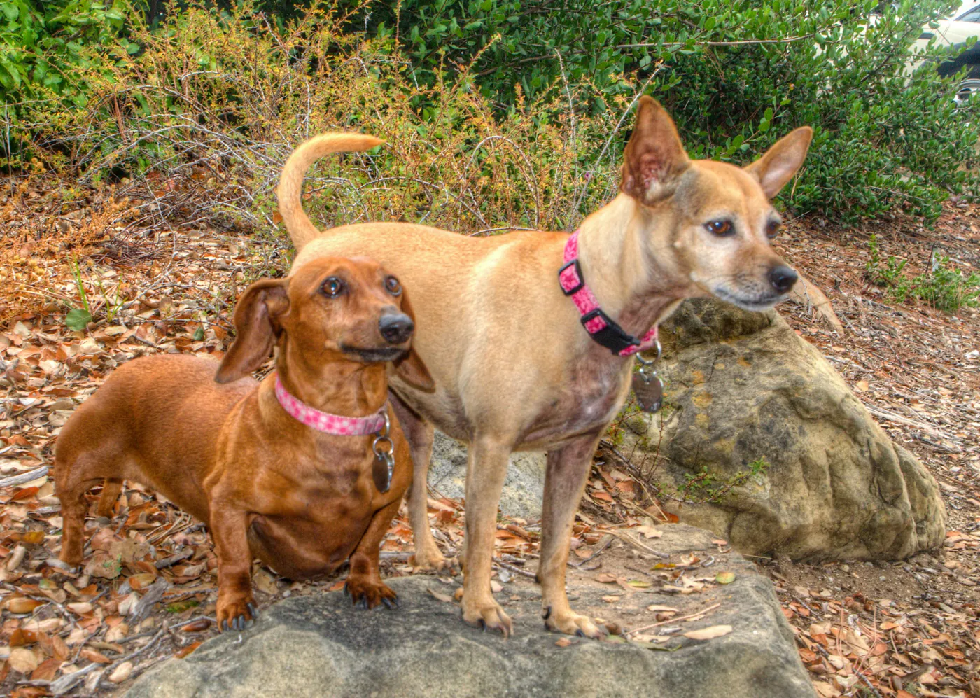 Trails n Tails 2014, Who's That Doggie in the Garden Photo Contest