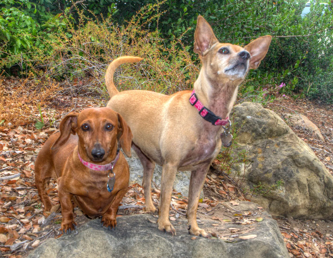 Trails n Tails 2014, Who's That Doggie in the Garden Photo Contest