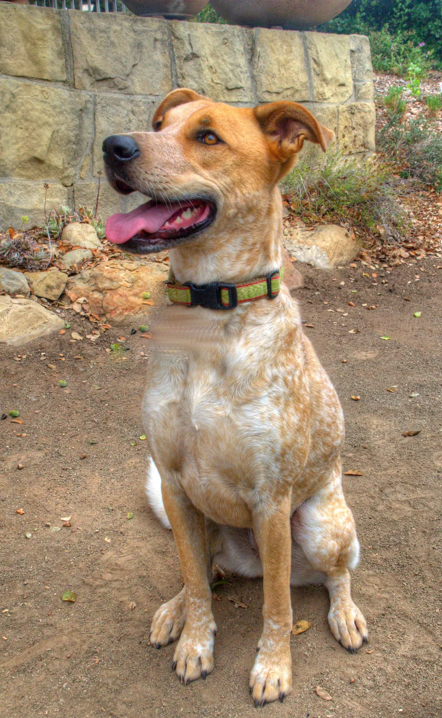 Trails n Tails 2014, Who's That Doggie in the Garden Photo Contest