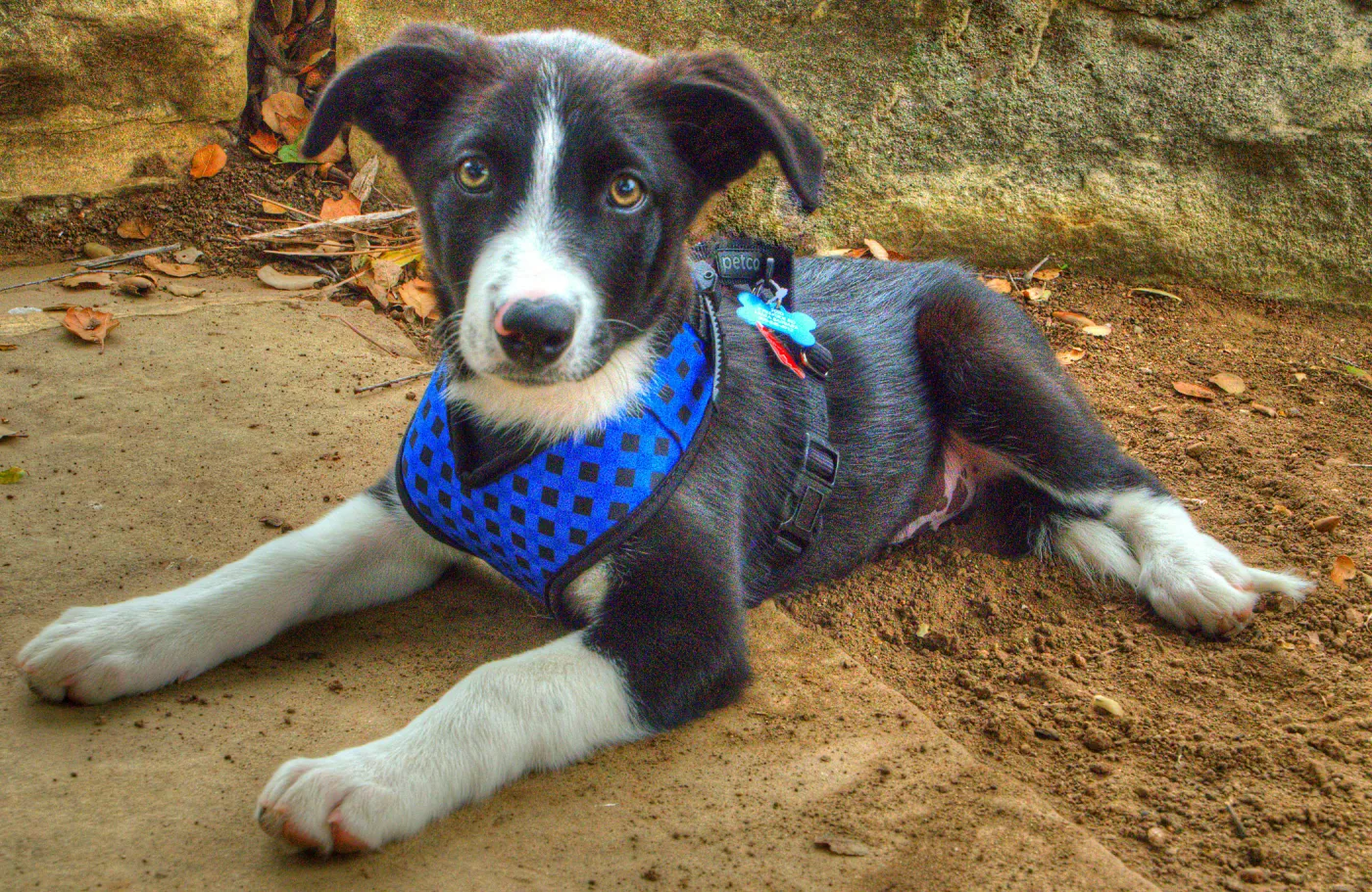 Trails n Tails 2014, Who's That Doggie in the Garden Photo Contest