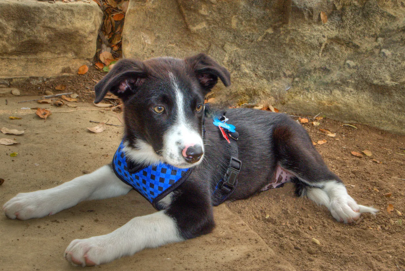 Trails n Tails 2014, Who's That Doggie in the Garden Photo Contest