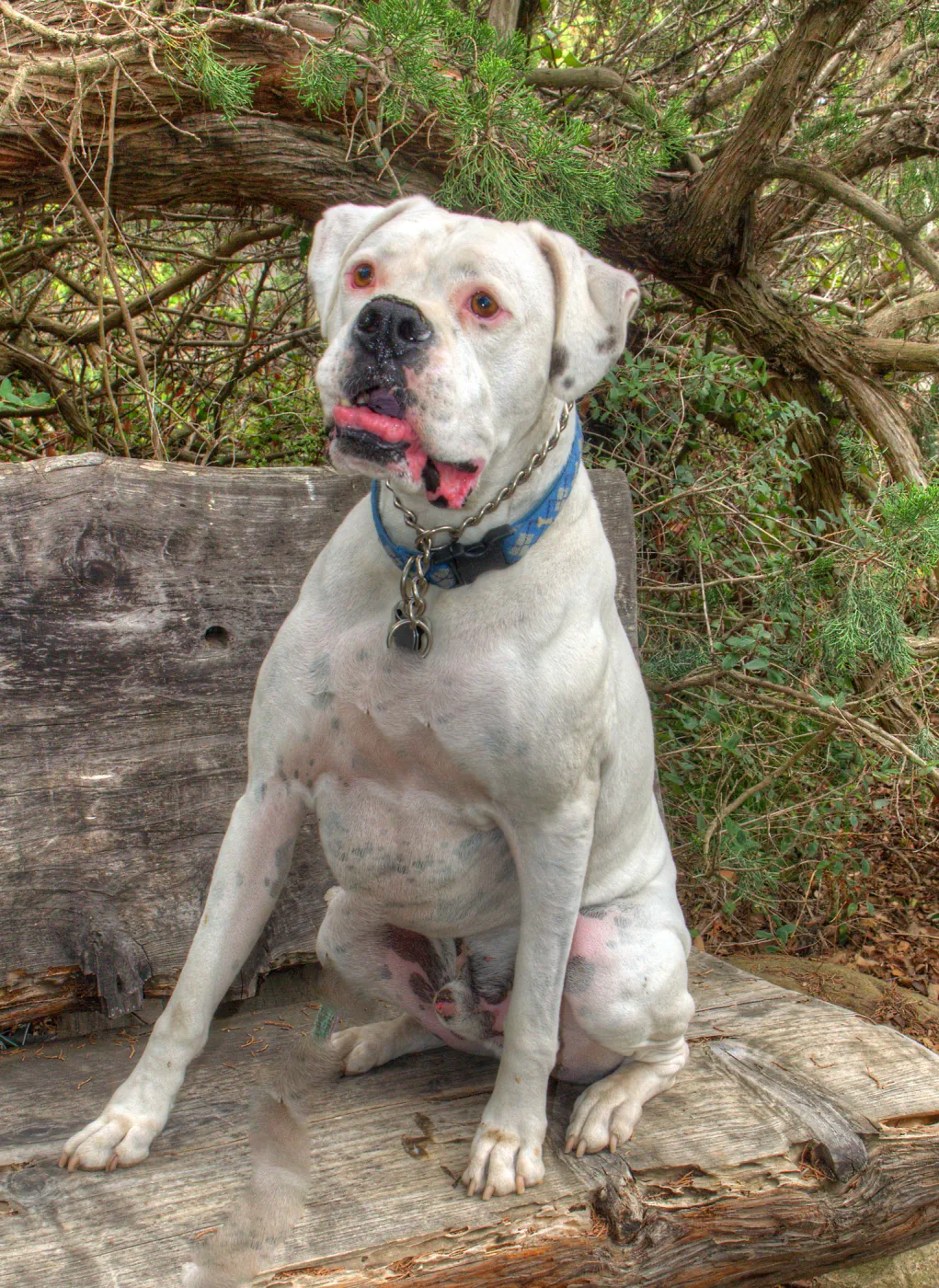 Trails n Tails 2014, Who's That Doggie in the Garden Photo Contest
