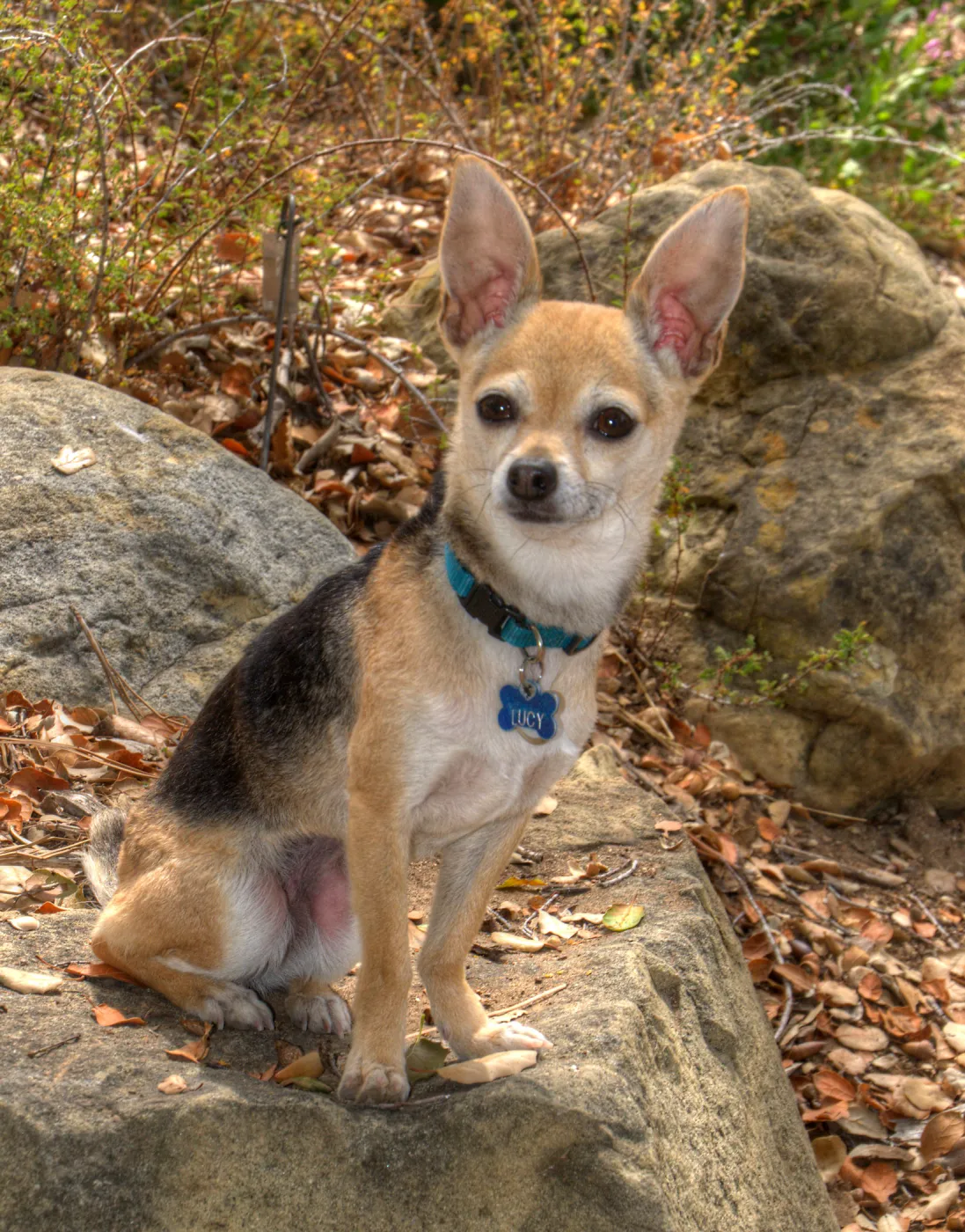 Trails n Tails 2014, Who's That Doggie in the Garden Photo Contest