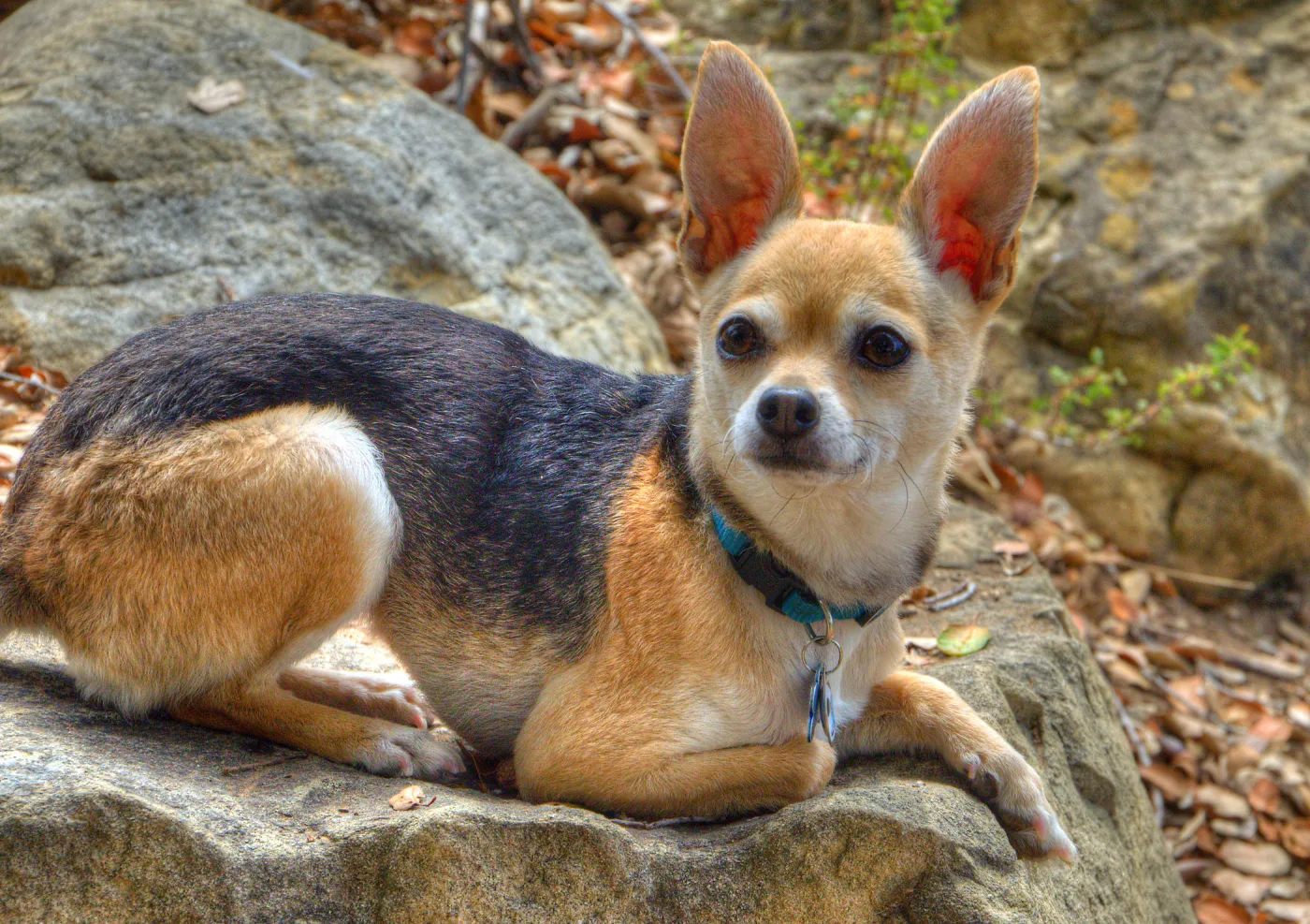 Trails n Tails 2014, Who's That Doggie in the Garden Photo Contest