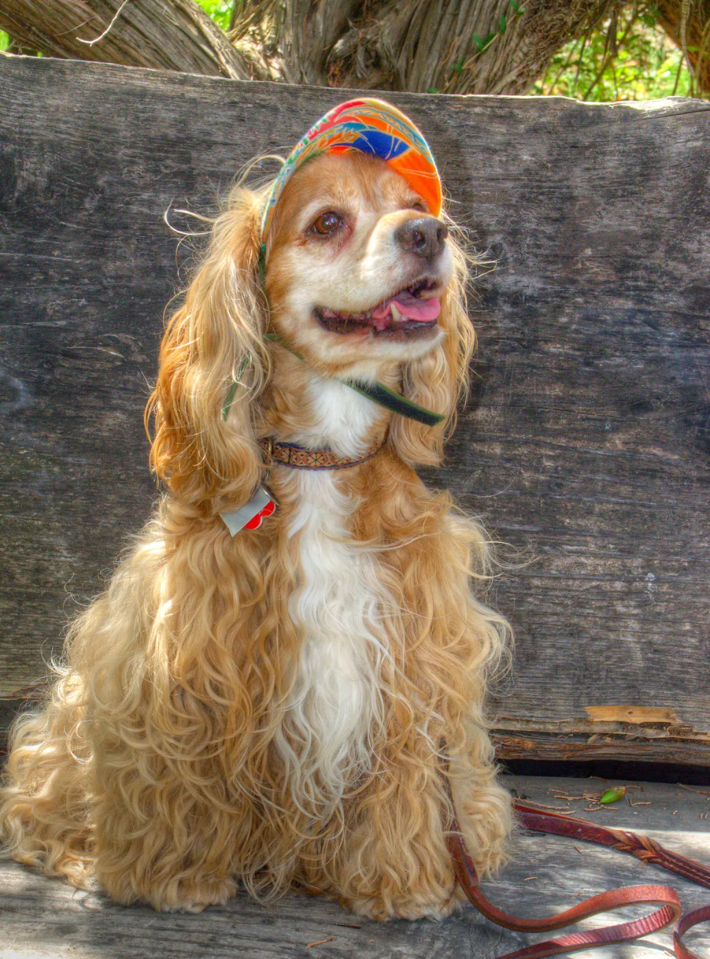 Trails n Tails 2014, Who's That Doggie in the Garden Photo Contest