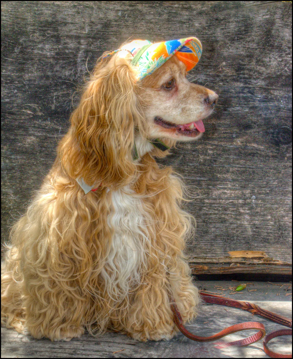 Trails n Tails 2014, Who's That Doggie in the Garden Photo Contest