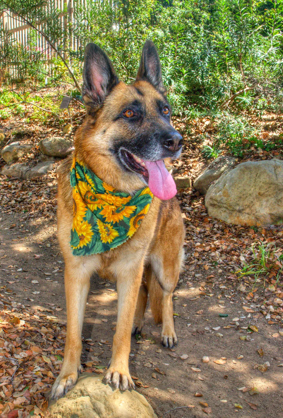 Trails n Tails 2014, Who's That Doggie in the Garden Photo Contest