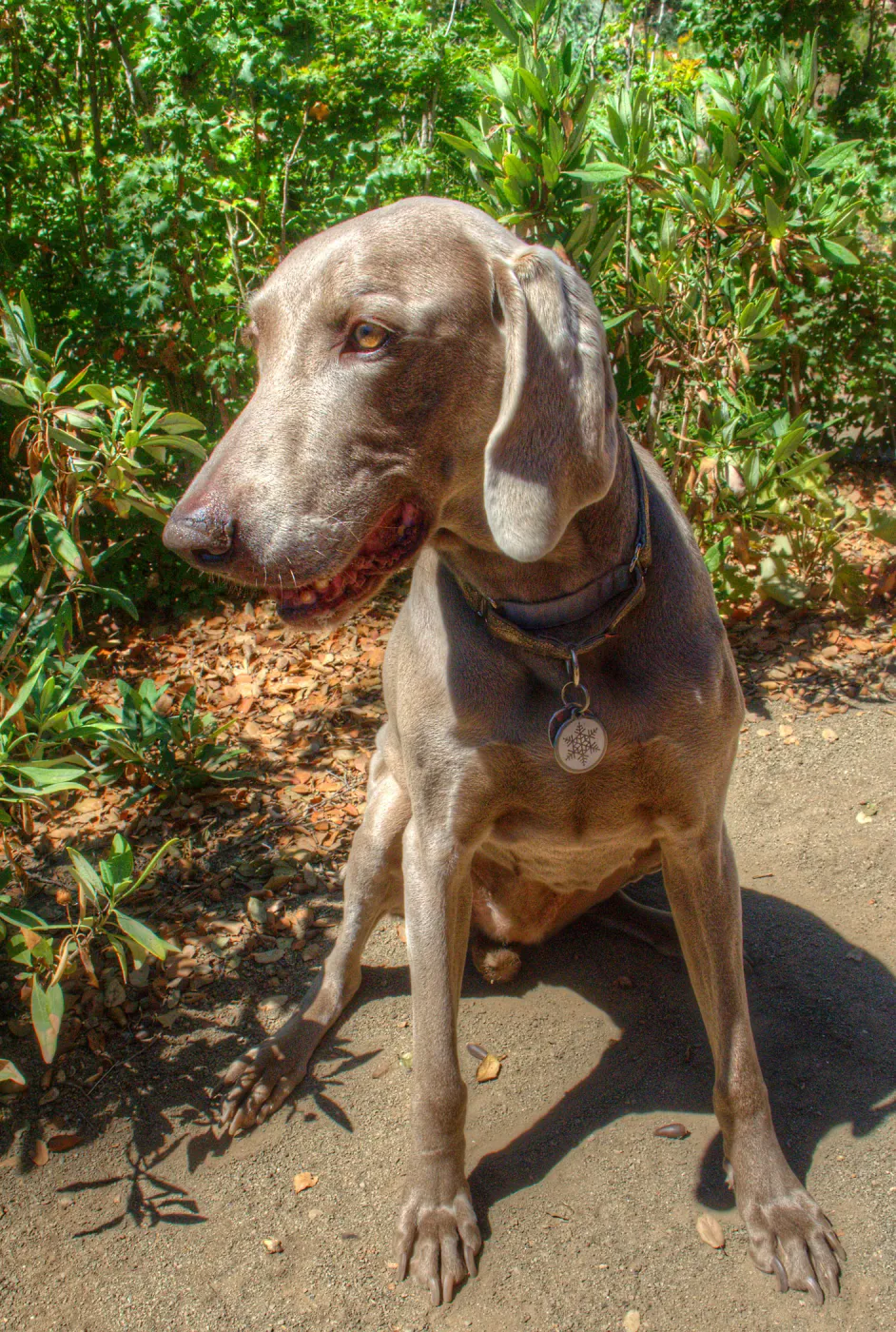 Trails n Tails 2014, Who's That Doggie in the Garden Photo Contest