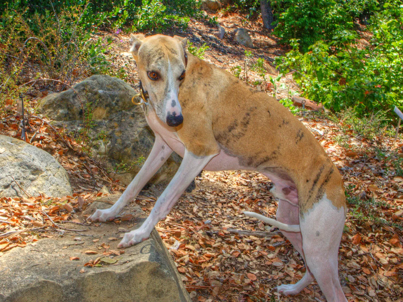 Trails n Tails 2014, Who's That Doggie in the Garden Photo Contest