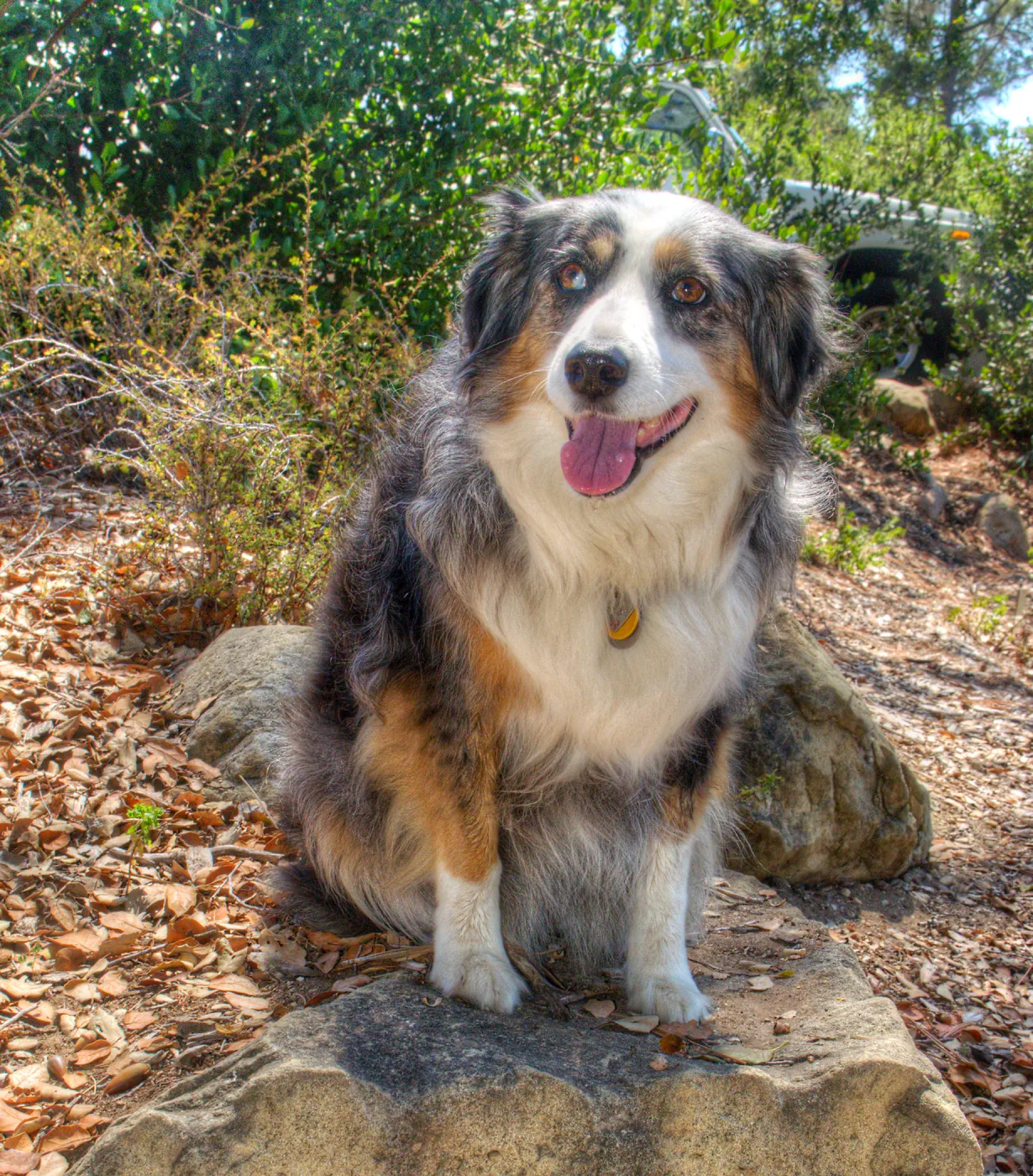 Trails n Tails 2014, Who's That Doggie in the Garden Photo Contest