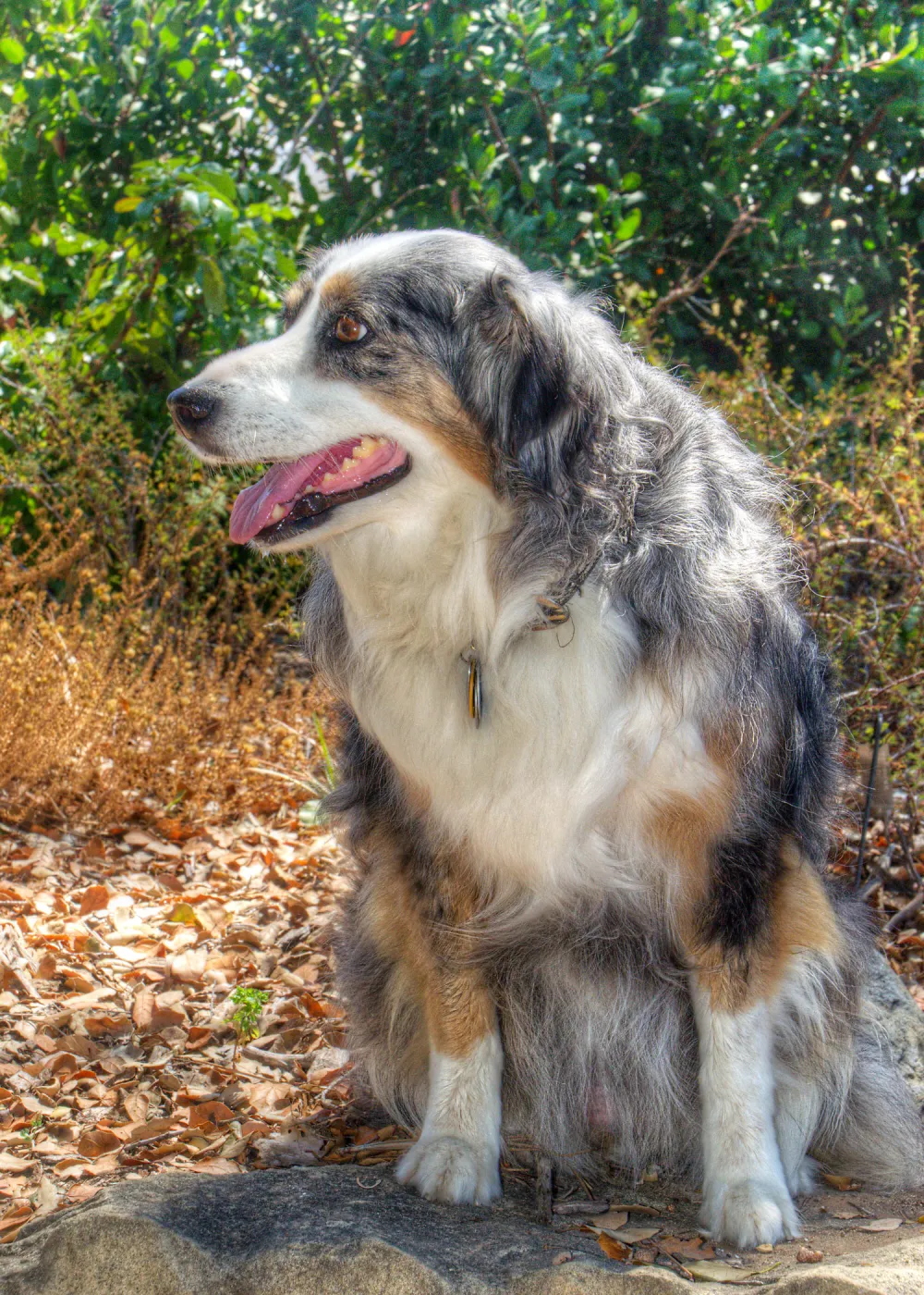 Trails n Tails 2014, Who's That Doggie in the Garden Photo Contest