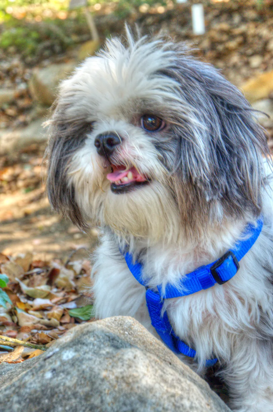 Trails n Tails 2014, Who's That Doggie in the Garden Photo Contest