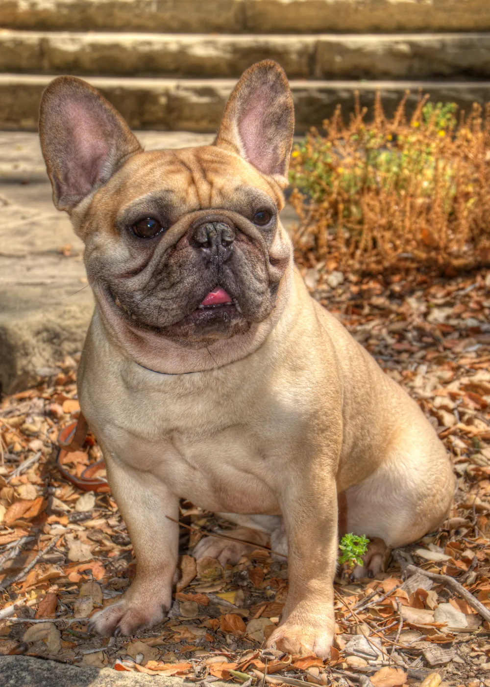 Trails n Tails 2014, Who's That Doggie in the Garden Photo Contest