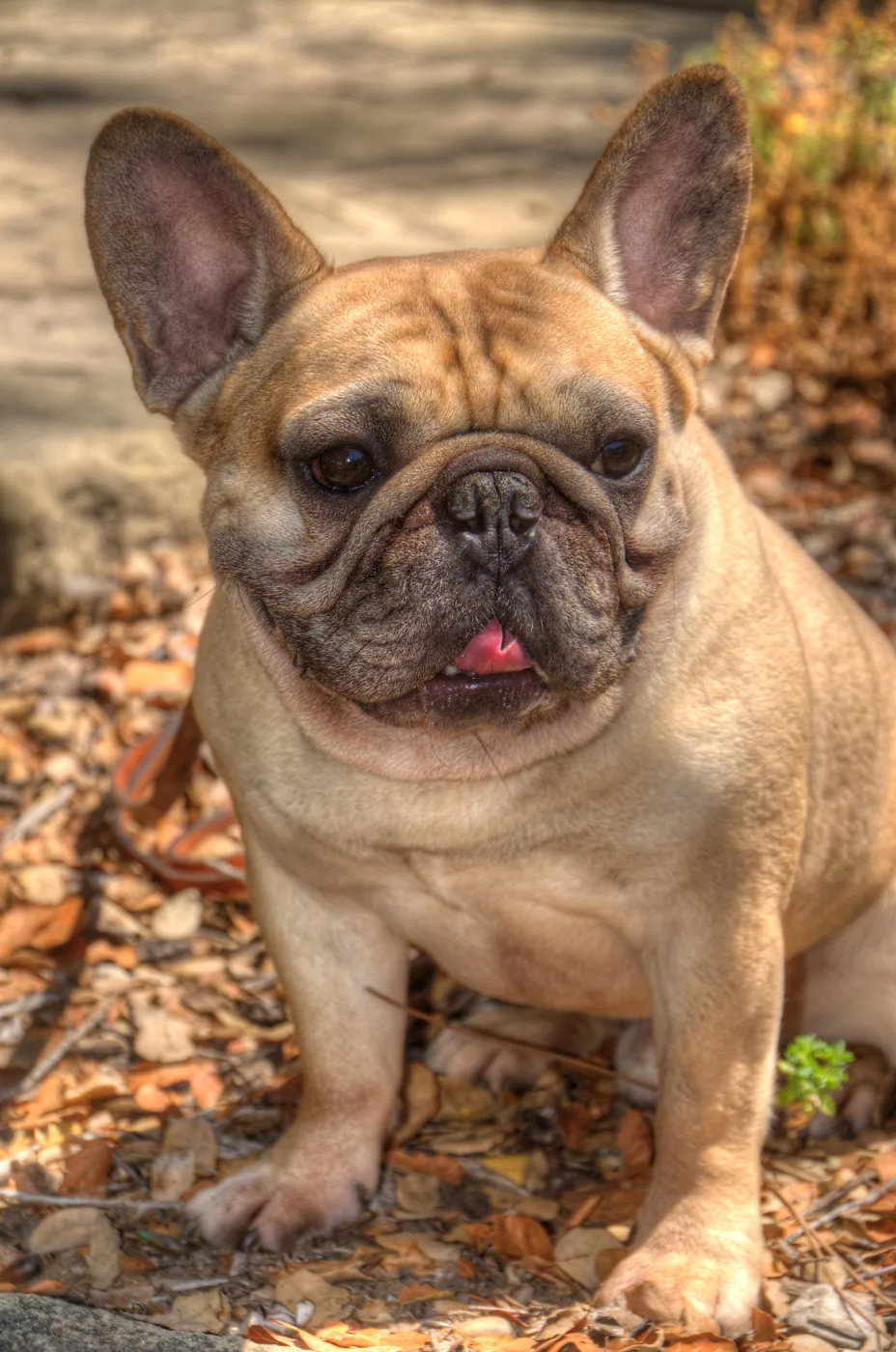 Trails n Tails 2014, Who's That Doggie in the Garden Photo Contest