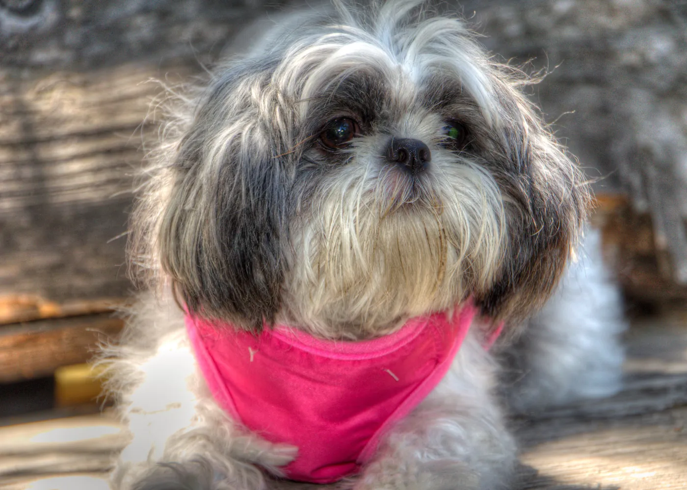 Trails n Tails 2014, Who's That Doggie in the Garden Photo Contest