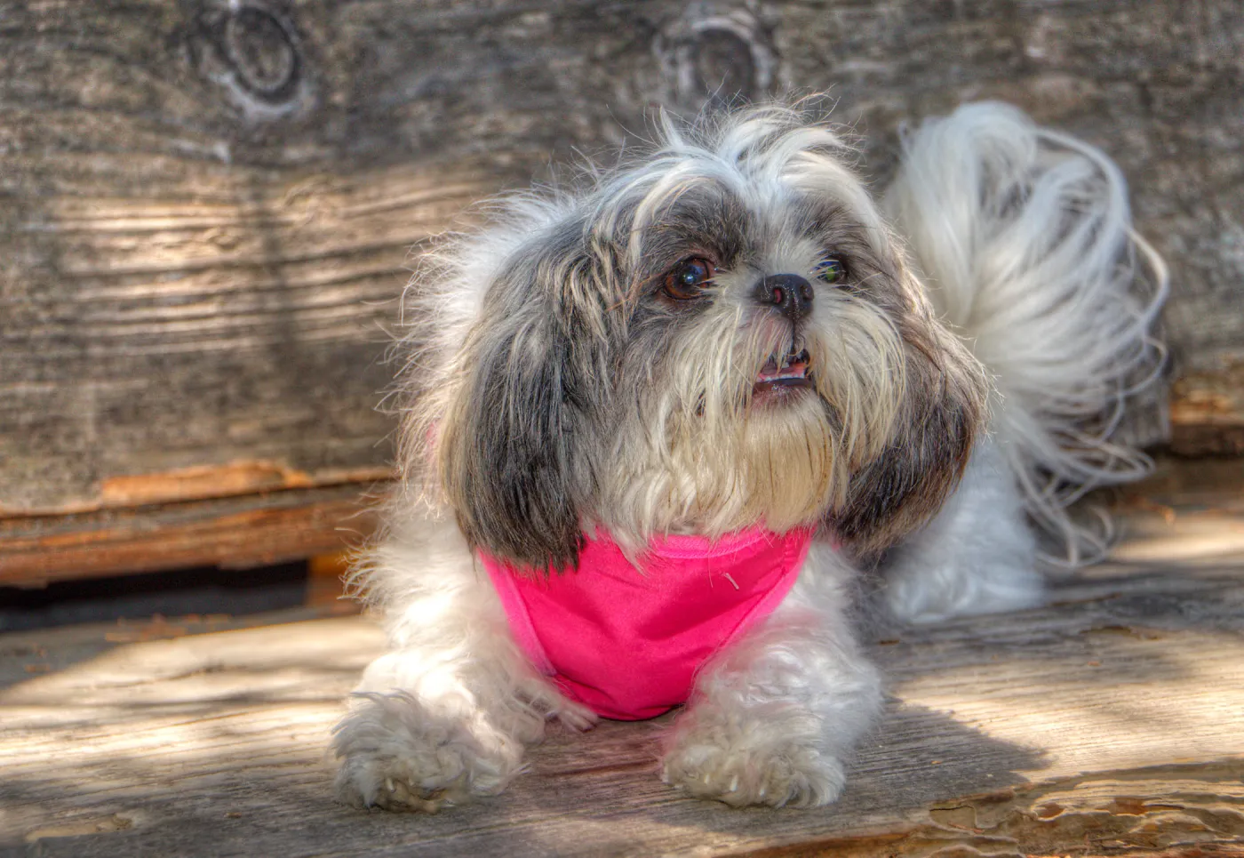 Trails n Tails 2014, Who's That Doggie in the Garden Photo Contest