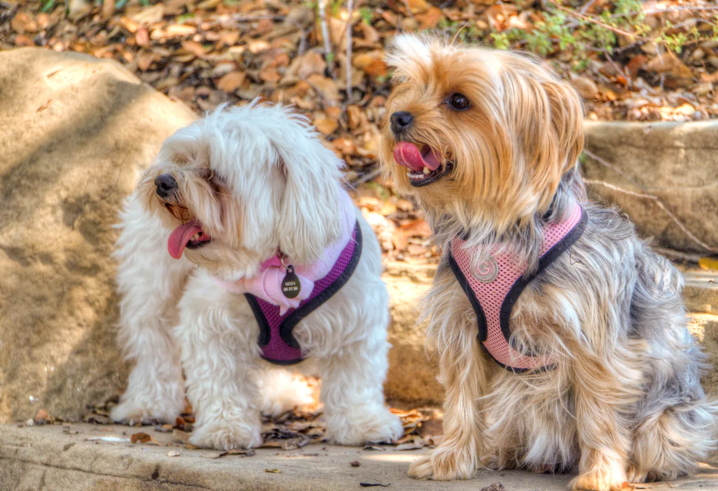 Trails n Tails 2014, Who's That Doggie in the Garden Photo Contest