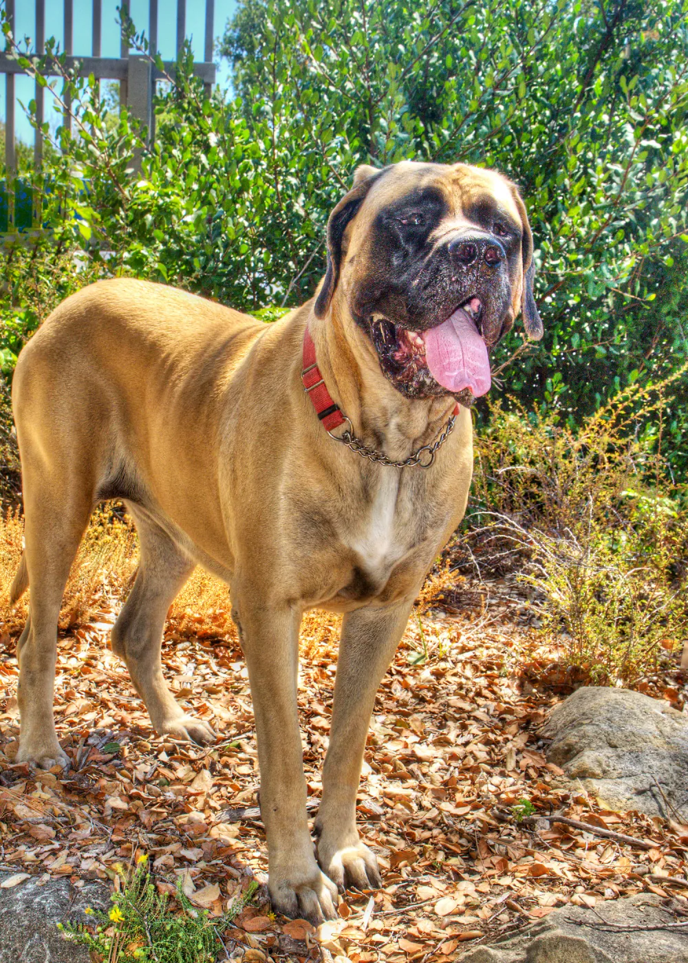 Trails n Tails 2014, Who's That Doggie in the Garden Photo Contest