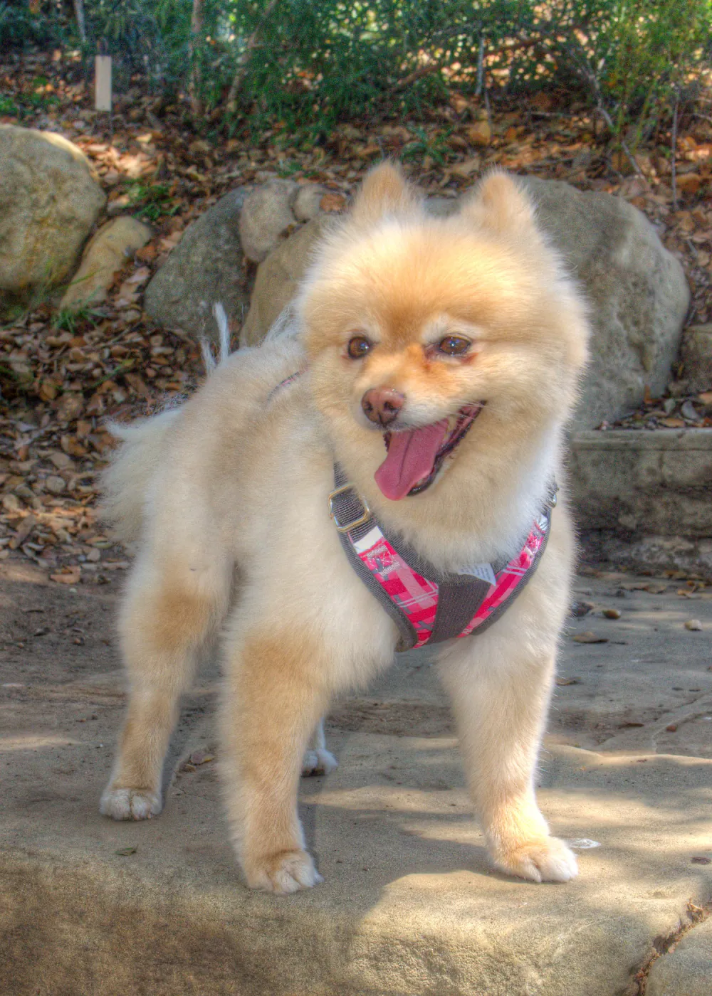 Trails n Tails 2014, Who's That Doggie in the Garden Photo Contest