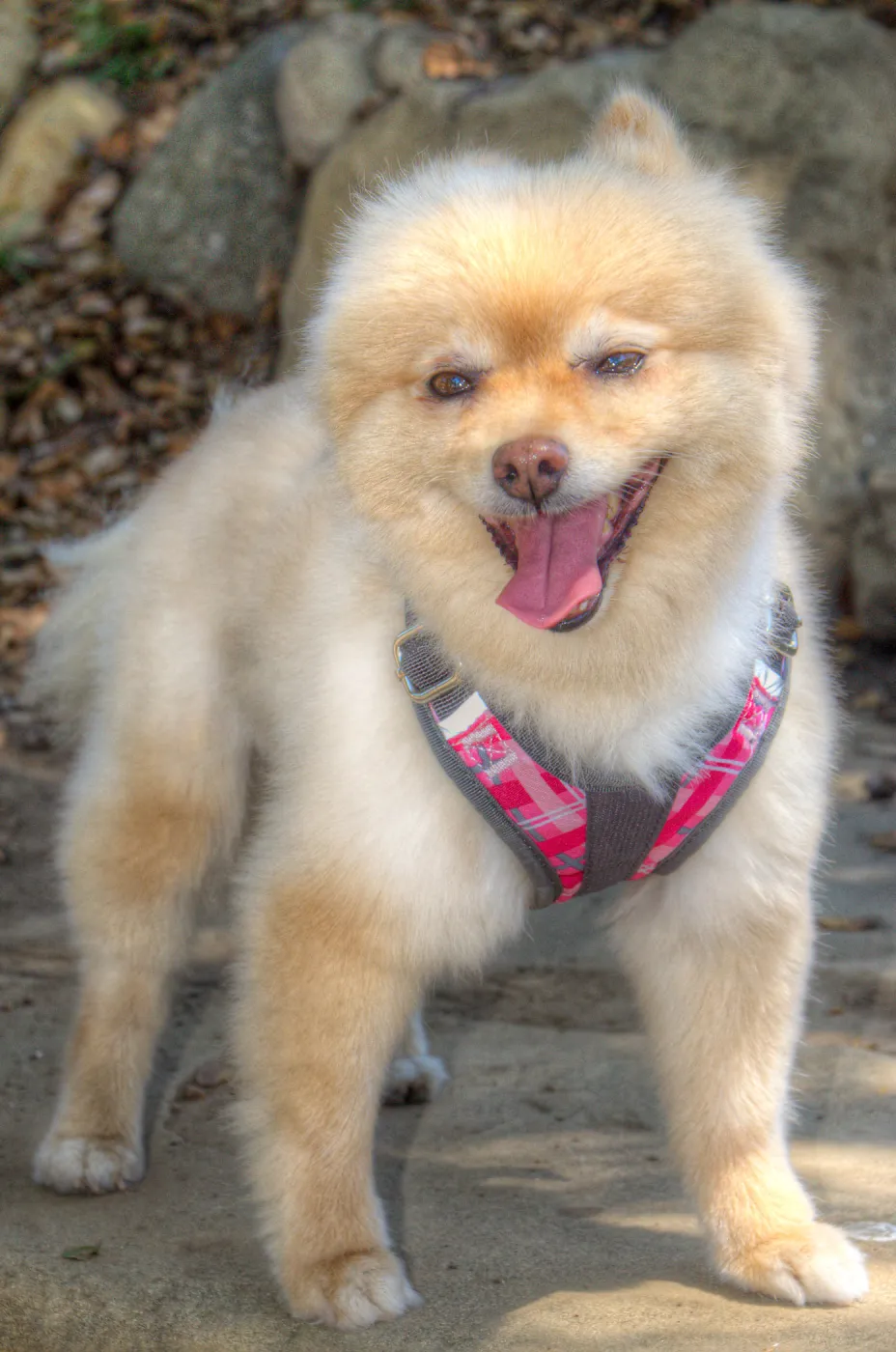 Trails n Tails 2014, Who's That Doggie in the Garden Photo Contest