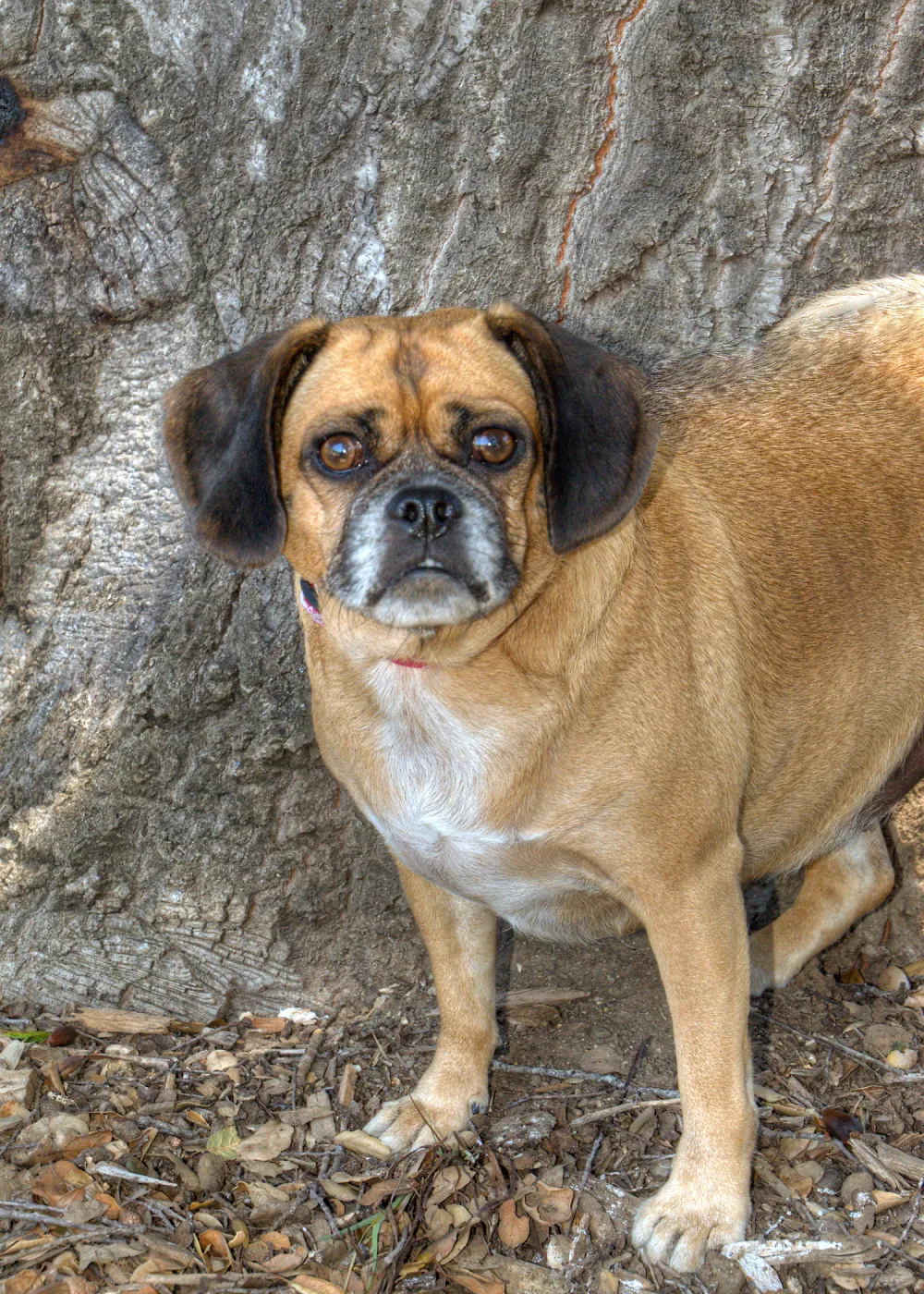 Trails n Tails 2014, Who's That Doggie in the Garden Photo Contest