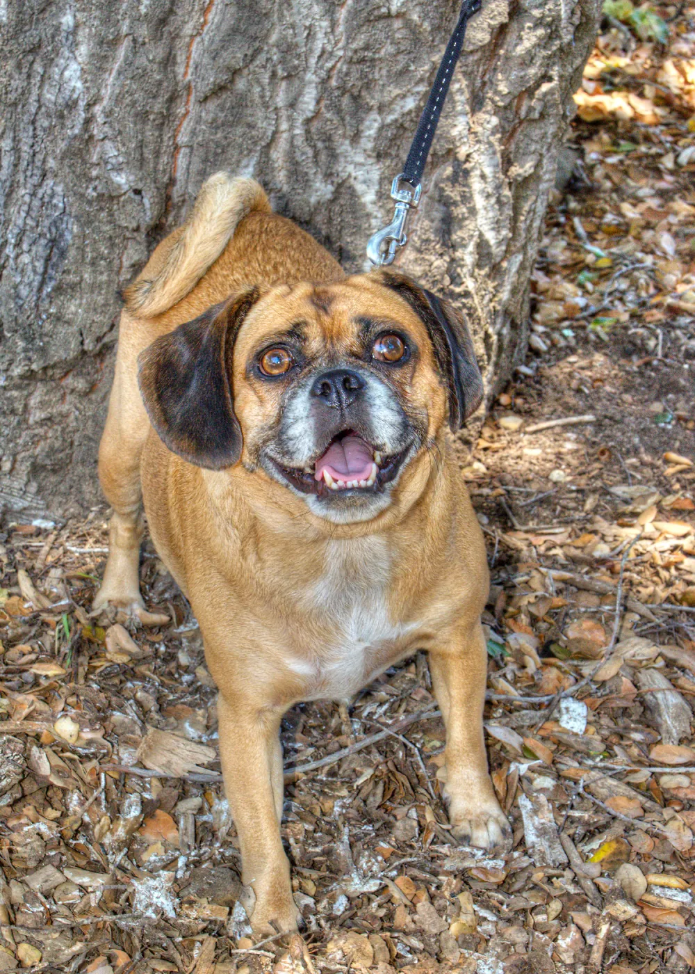 Trails n Tails 2014, Who's That Doggie in the Garden Photo Contest