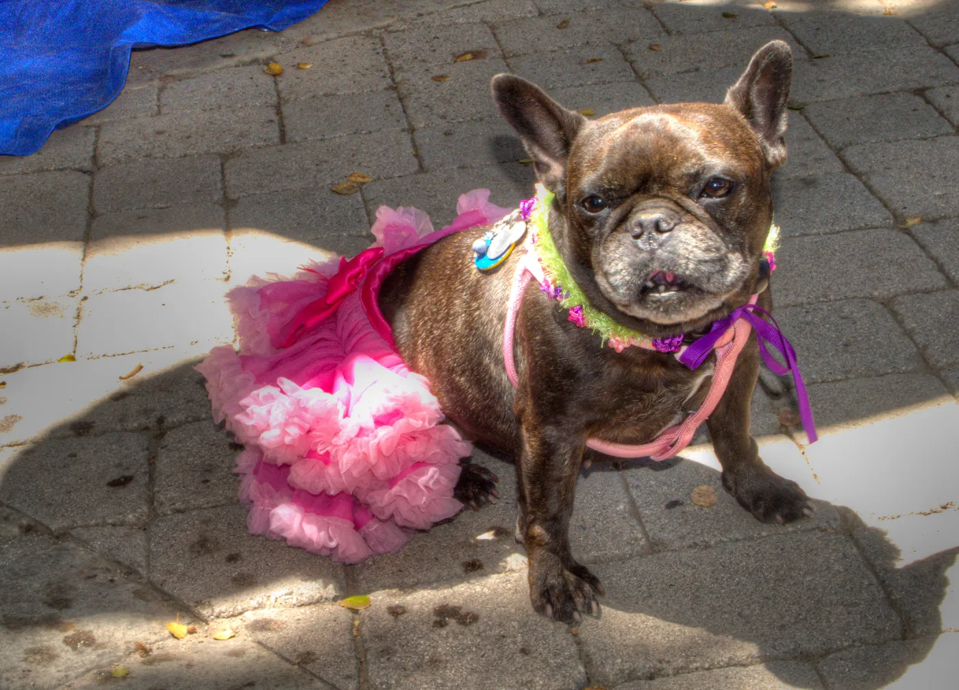 Trails n Tails 2014, Who's That Doggie in the Garden Photo Contest