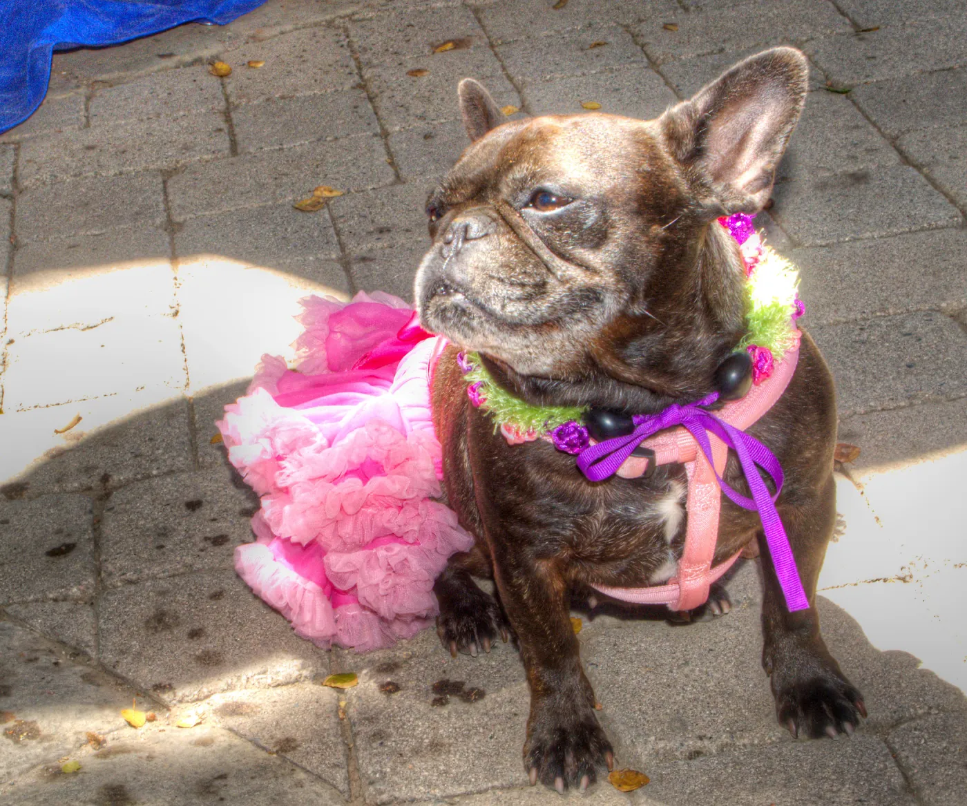 Trails n Tails 2014, Who's That Doggie in the Garden Photo Contest