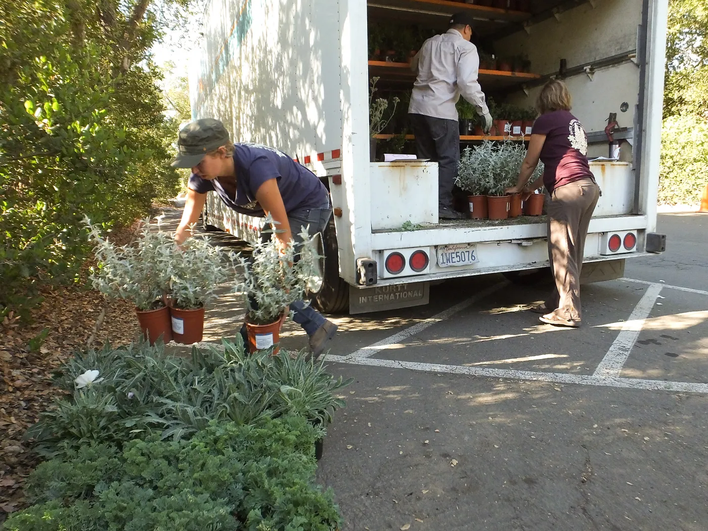 Fall Plant Sale 2014 Preparations