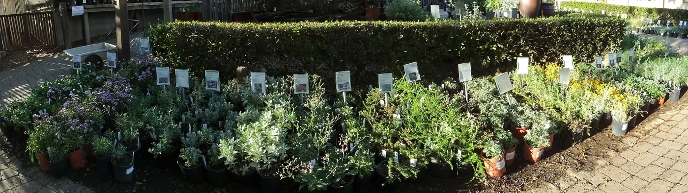 Fall Plant Sale 2014 Preview Eve Plant Display