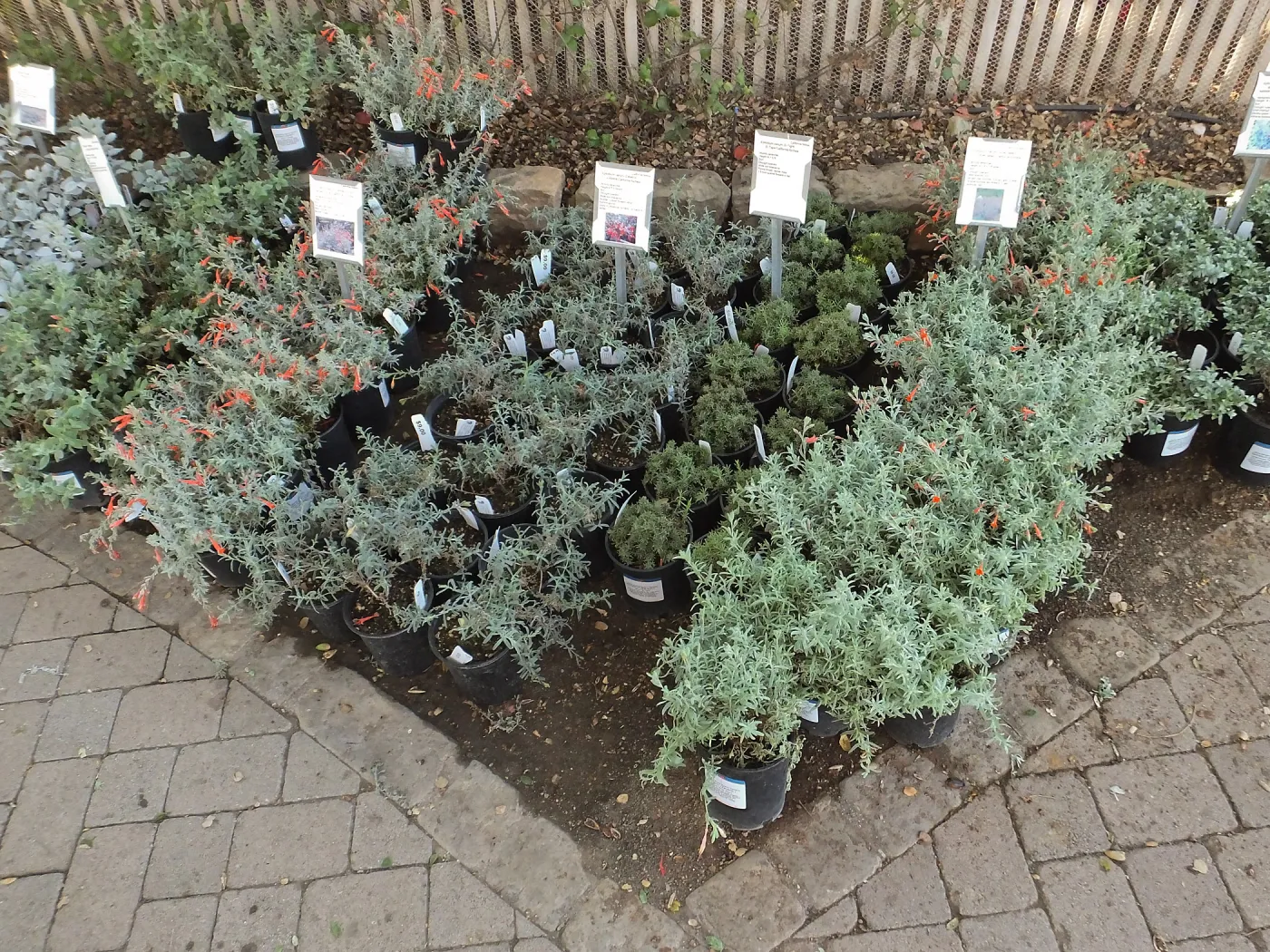 Fall Plant Sale 2014 Preview Eve Plant Display