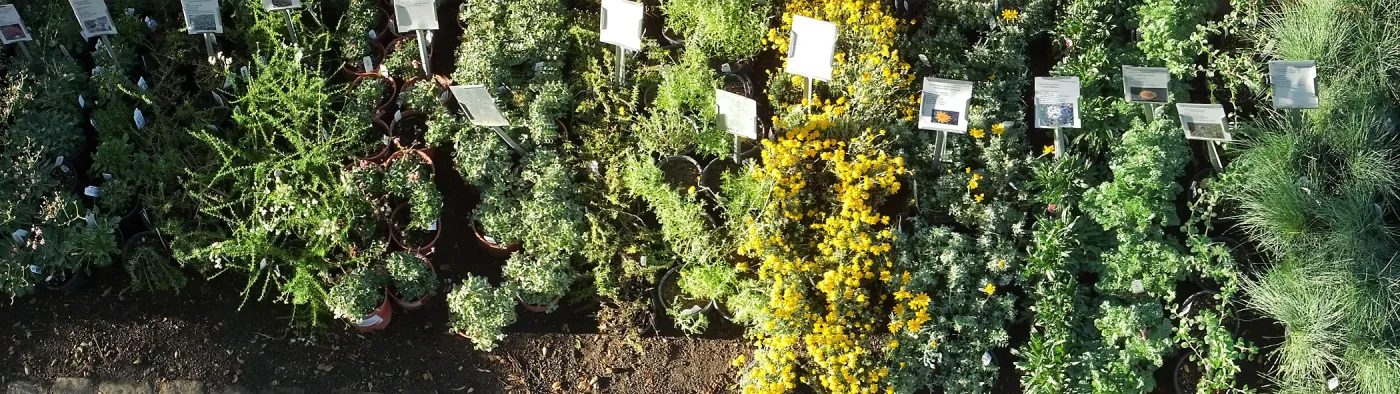 Fall Plant Sale 2014 Preview Eve Plant Display