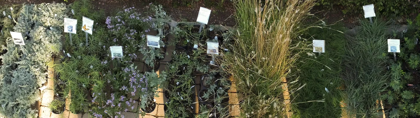 Fall Plant Sale 2014 Preview Eve Plant Display