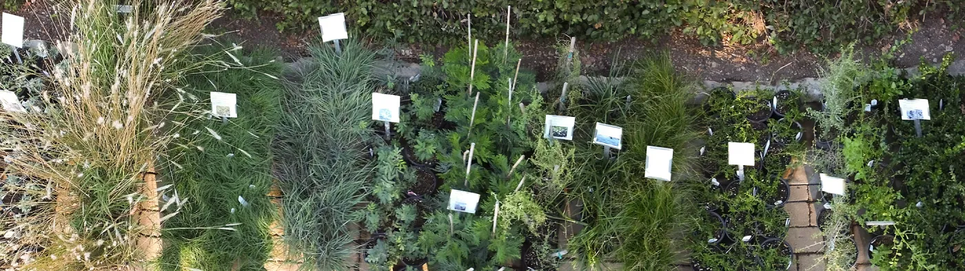 Fall Plant Sale 2014 Preview Eve Plant Display