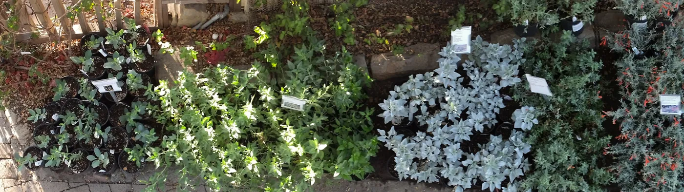 Fall Plant Sale 2014 Preview Eve Plant Display