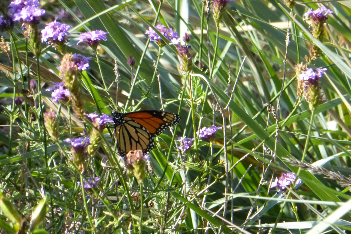 Butterfly in Garden