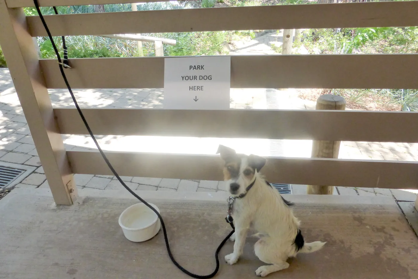 Park Your Dog Here