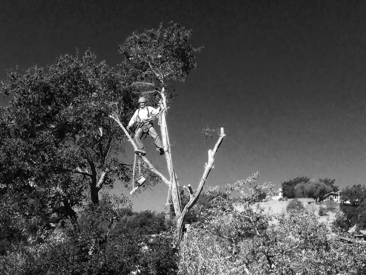 Manny Gonzalez removing fire-compromised oak next to rebuilt Cottage deck.